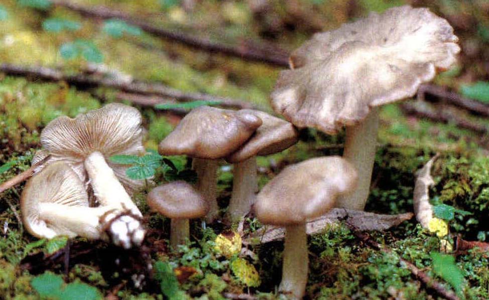 Entoloma(=Rhodophyllus)aplculatus Pers.:Fr.